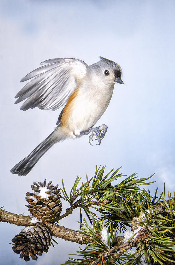 Tufted Titmouse in Flight Photograph by Peg Runyan