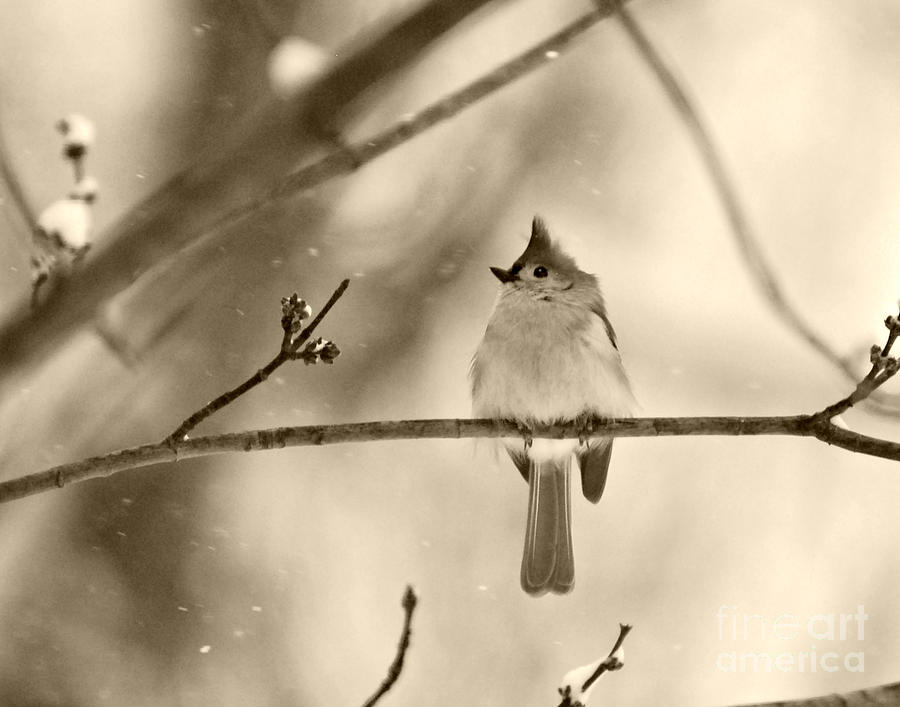 Tufted Titmouse in sepia Photograph by Lila Fisher-Wenzel