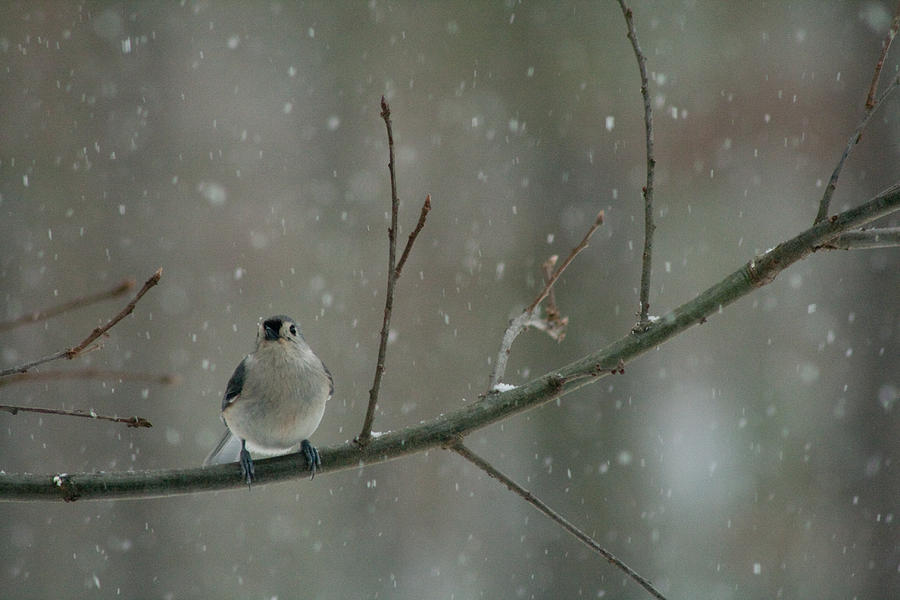 Titmouse Photograph - Tufted Titmouse in the Snow by Kristia Adams