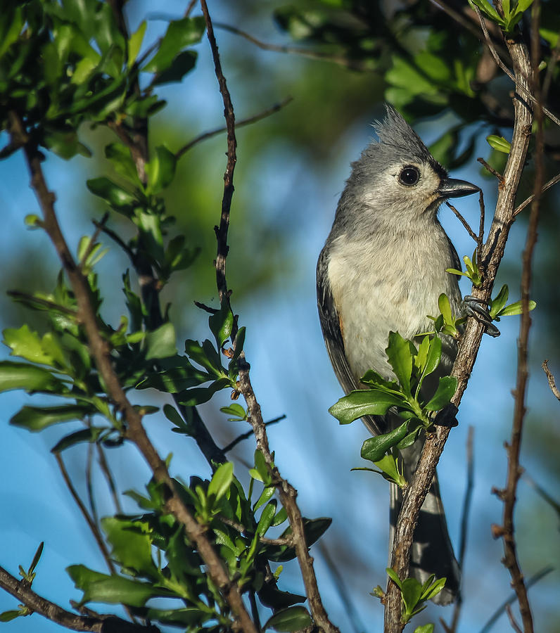 Tufted Titmouse Photograph by Jane Luxton