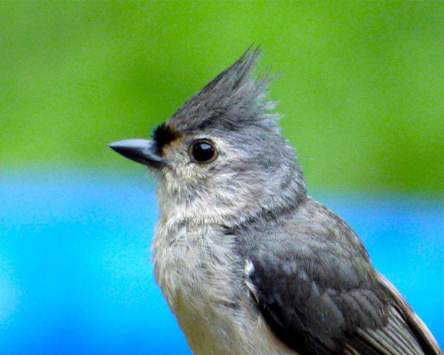 Tufted Titmouse Photograph by Jean Wright