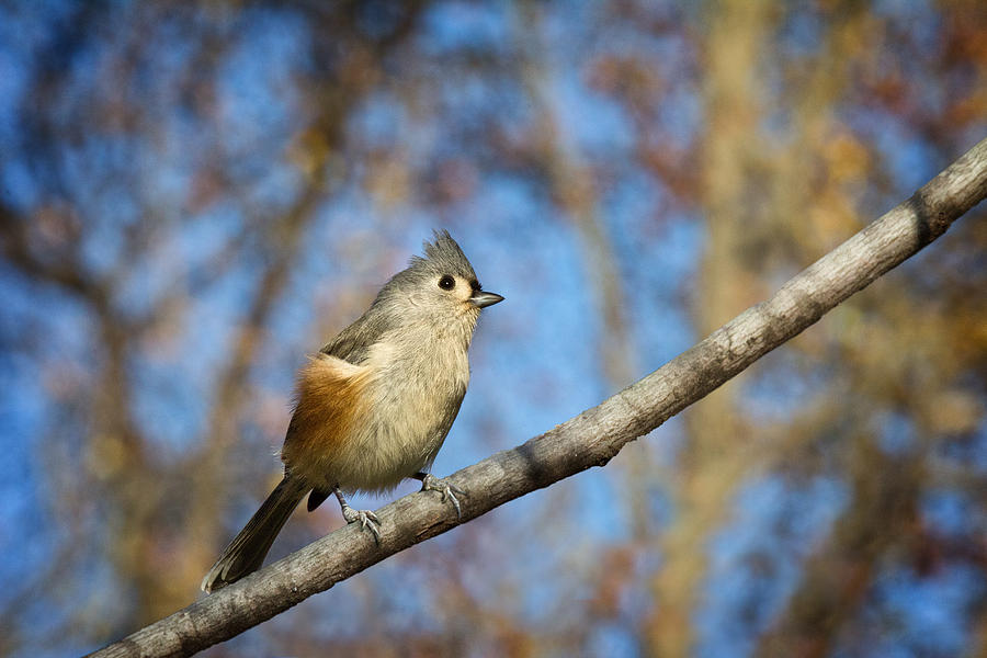 Tufted Titmouse Photograph by Jemmy Archer