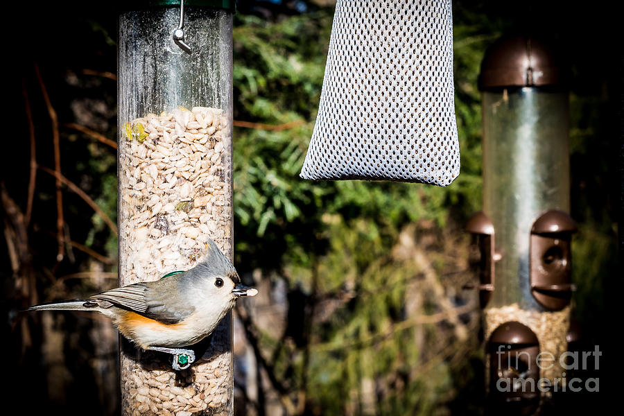 Tufted Titmouse Photograph - Tufted Titmouse by Jim DeLillo