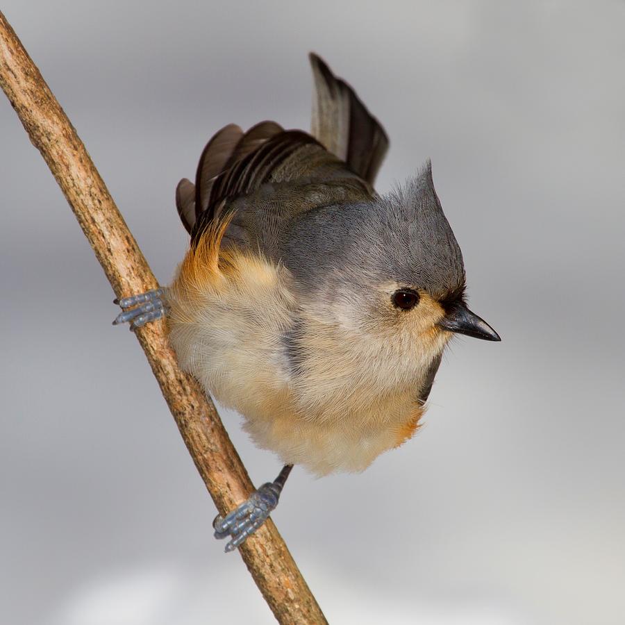 Titmouse Photograph - Tufted Titmouse by John Absher
