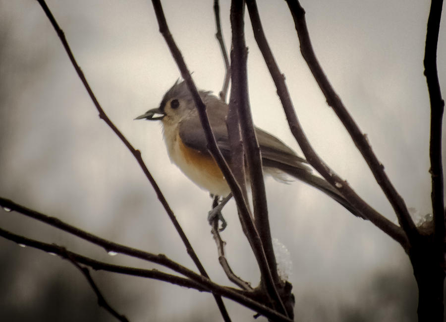 Tufted Titmouse Photograph by Karen Wiles