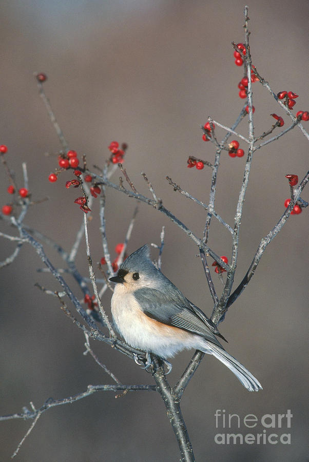 Tufted Titmouse Photograph by Larry West