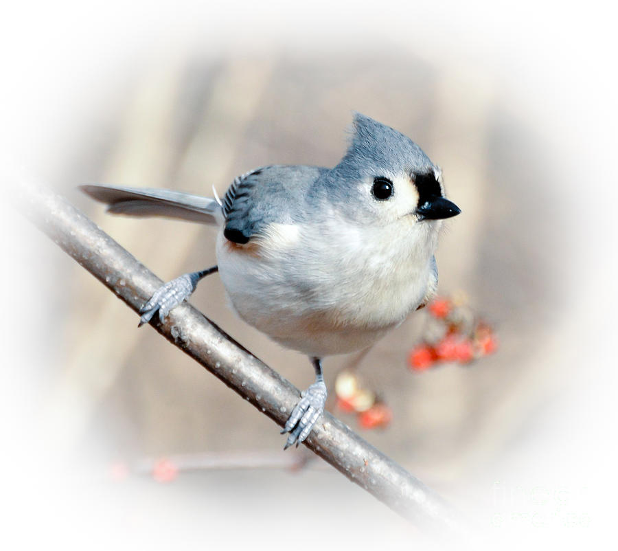 Tufted Titmouse Love  Photograph by Kerri Farley