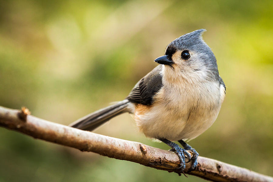 Tufted Titmouse perched on a branch Photograph by Mihai Andritoiu
