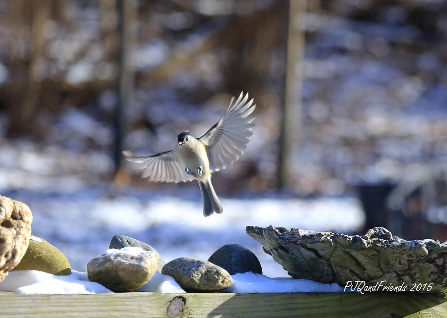 Tufted Titmouse Photograph by PJQandFriends Photography