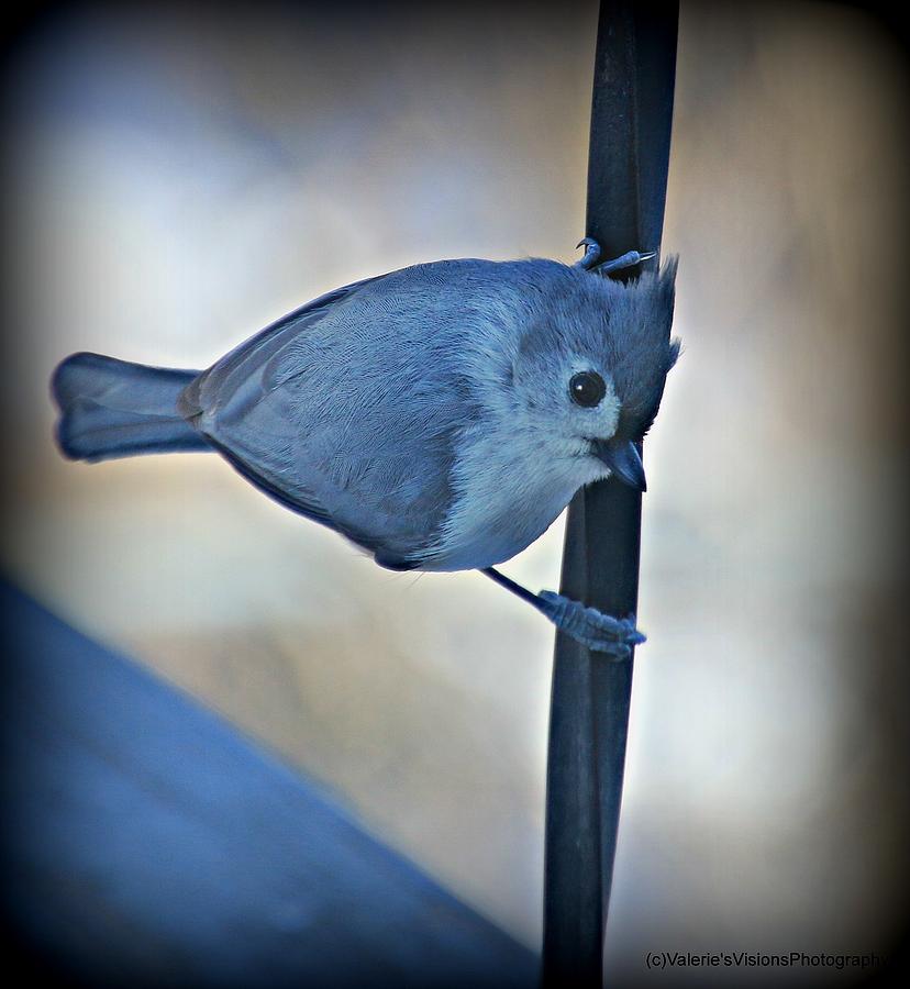 Tufted Titmouse pole dancer. Photograph by Valerie Stein | Fine Art America