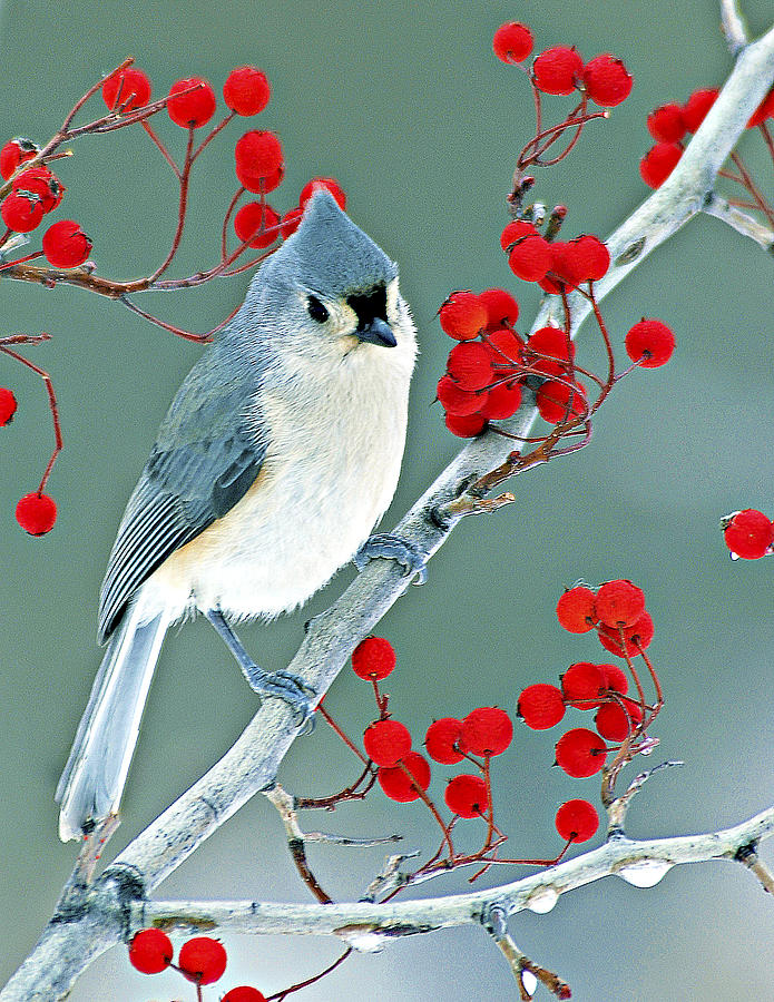 Tufted Titmouse by Pristine Images Tufted Titmouse by Pristine Images