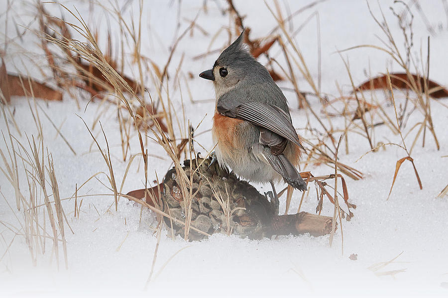 Tufted Titmouse Photograph by Rhonda McClure