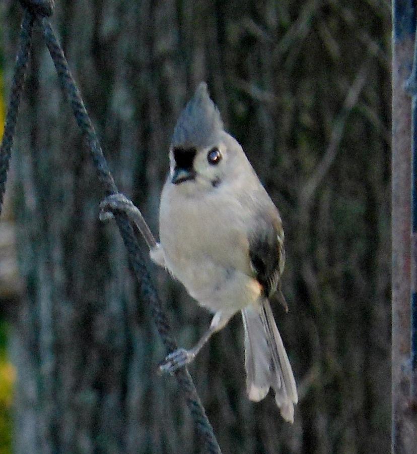 Titmouse Photograph - Tufted Titmouse by Robbie Crafton