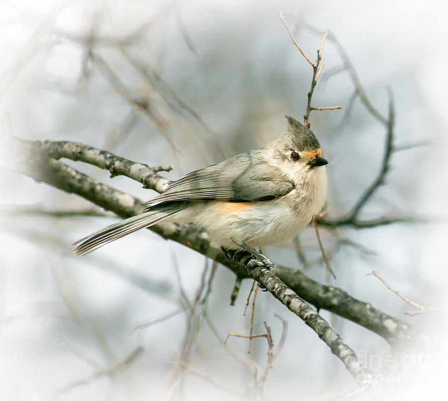 Tufted Titmouse Photograph by Robert Frederick