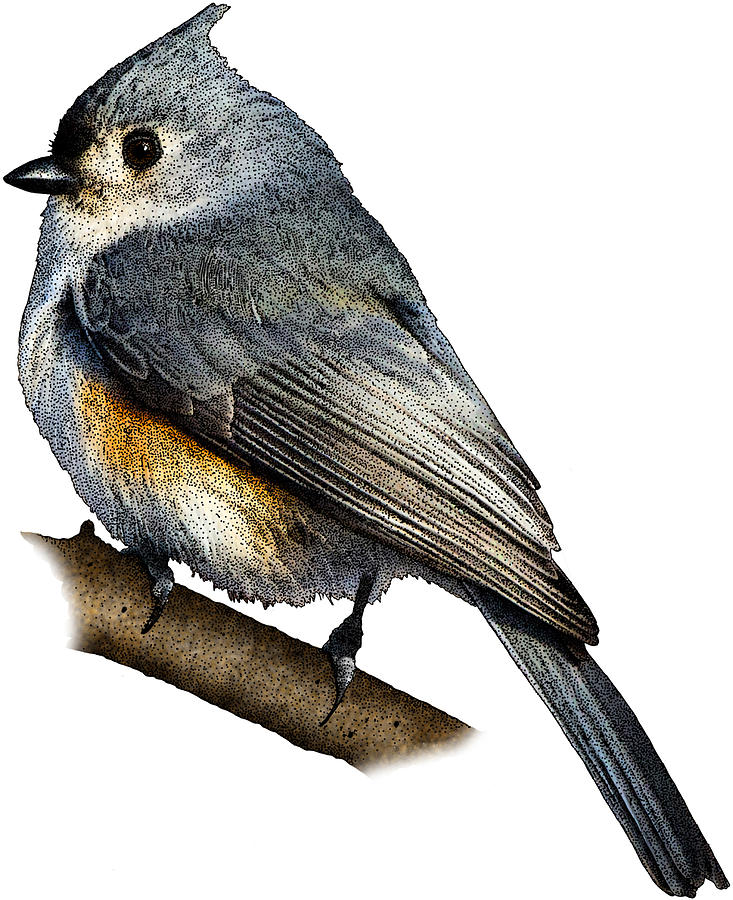 Tufted Titmouse Photograph by Roger Hall