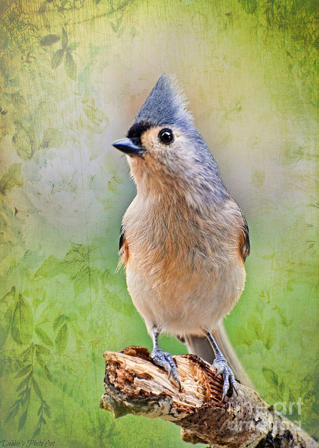 Tufted Titmouse Standing Tall Photograph by Debbie Portwood