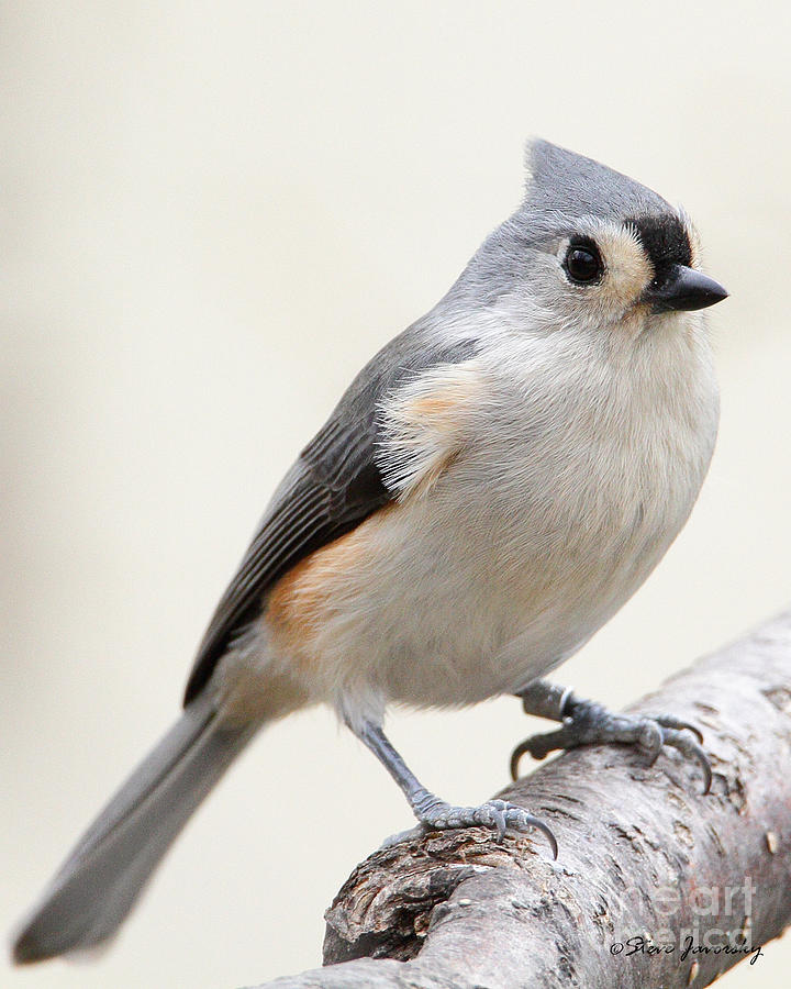 Tufted Titmouse Photograph by Steve Javorsky