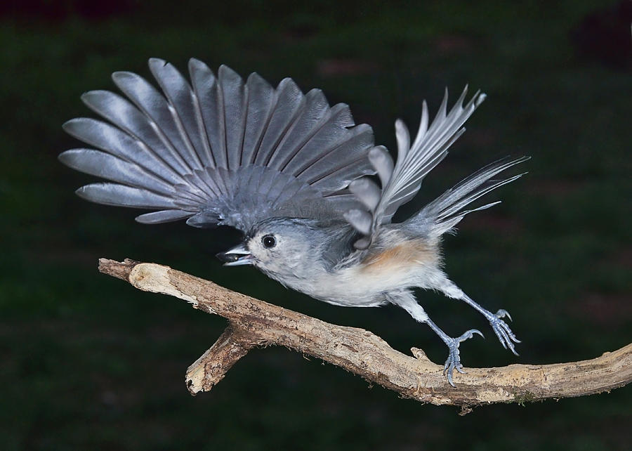 Tufted Titmouse Take-off Photograph by Leda Robertson