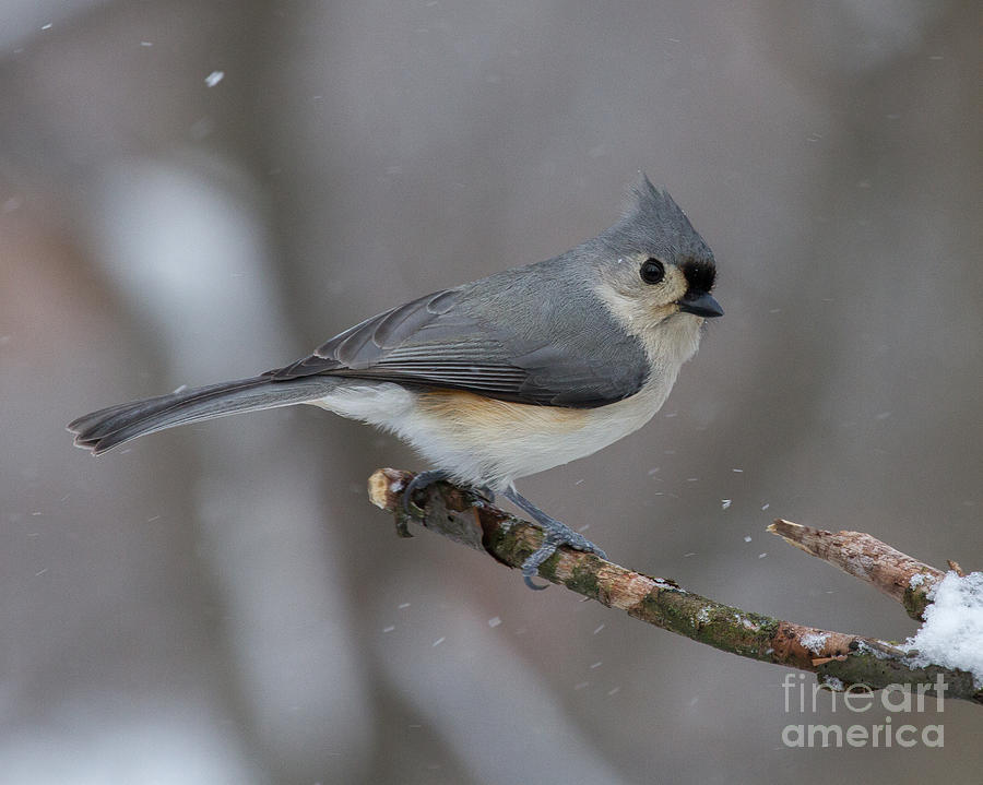 Winter Photograph - Tufted Titmouse by Todd Bielby