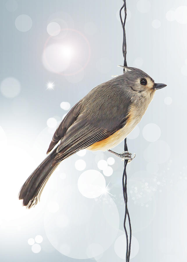 Nature Photograph - Tufted Titmouse Twinkle by Bill and Linda Tiepelman