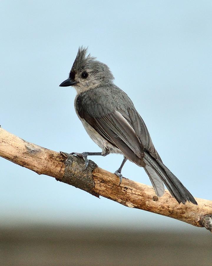 Tufted Titmouse Photograph by Walt Sterneman