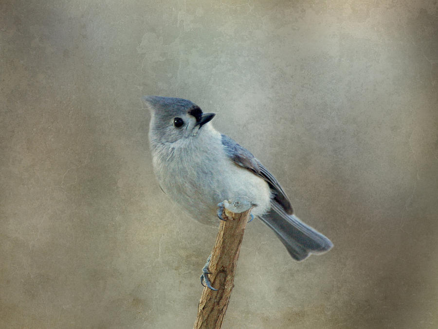 Tufted Titmouse Watching Photograph by Sandy Keeton