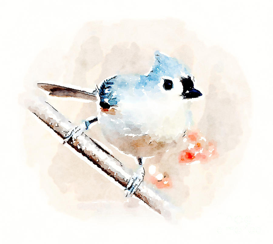 Tufted Titmouse - Watercolor  Photograph by Kerri Farley