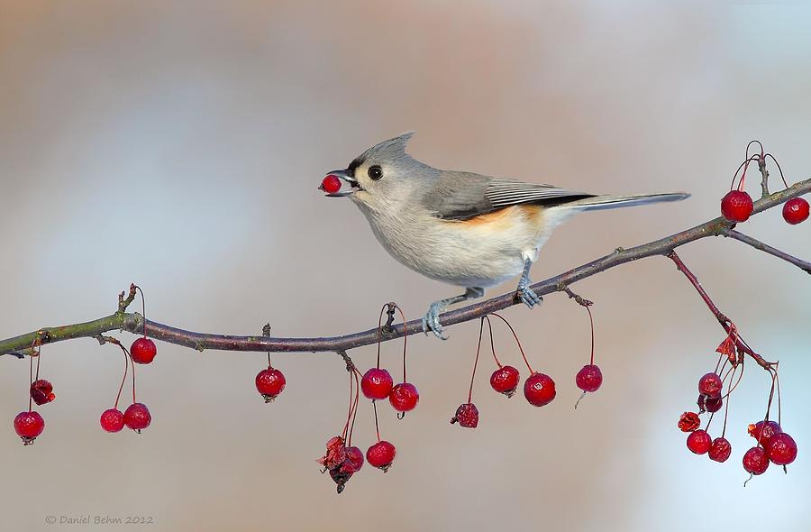 Tufted Titmouse with Red Berry Photograph by Daniel Behm
