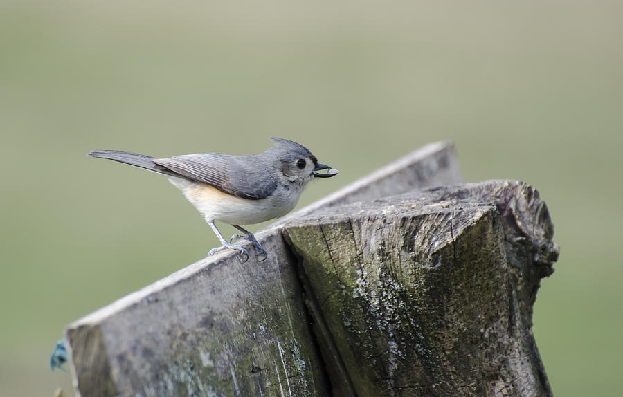 Tufted Titmouse with Seed Photograph by Heather Applegate