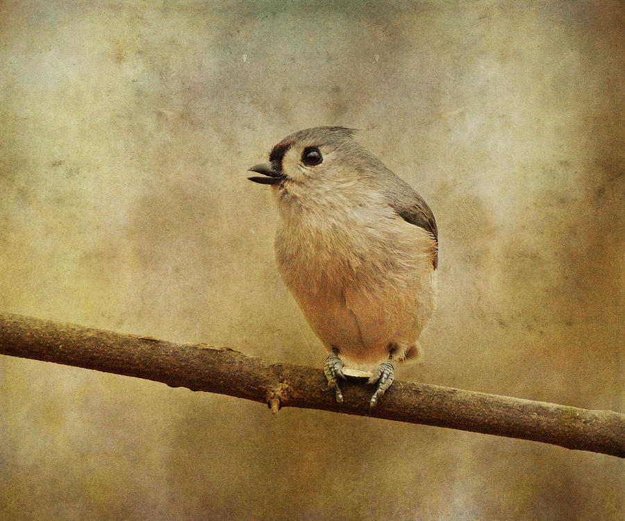 Tufted Titmouse with Seed Photograph by Sandy Keeton