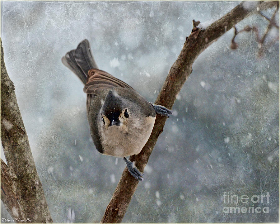 Tufted Titmouse with snow Photograph by Debbie Portwood