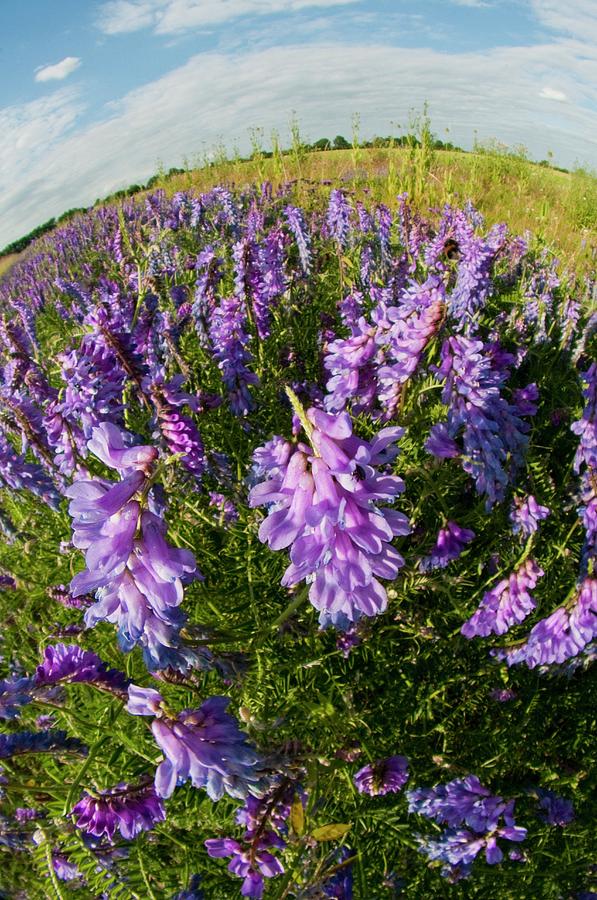 Flower Photograph - Tufted Vetch (vicia Cracca) In Flower by Dr. John Brackenbury/science Photo Library