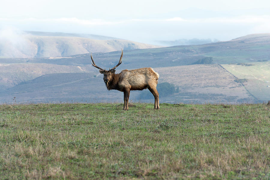 Point Reyes National Seashore Photograph - Tule Elk At Point Reyes In California by Brandon Huttenlocher