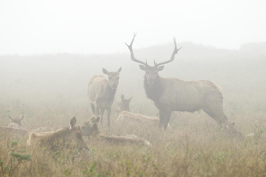 Tule Elk Bull And Harem In Fog Point Photograph by Sebastian Kennerknecht