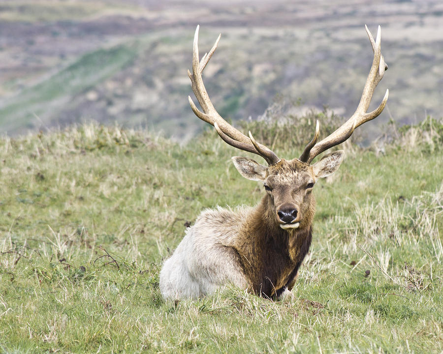 Tule Elk Bull Photograph by Priya Ghose