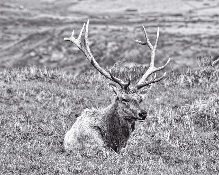 Tule Elk In Black And White  Photograph by Priya Ghose