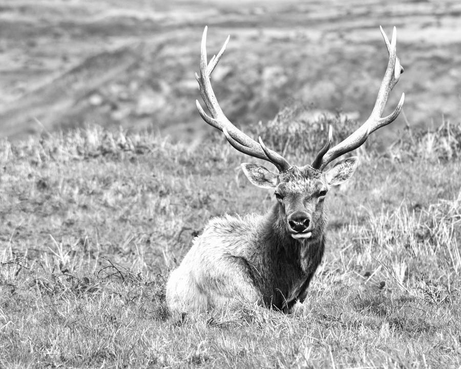 Tule Elk Photograph by Priya Ghose