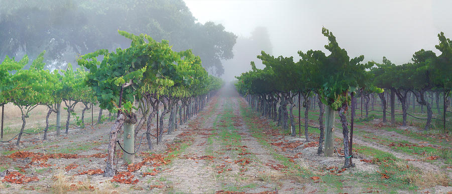 San Francisco Photograph - Tule Fog Grapes by Stan Angel