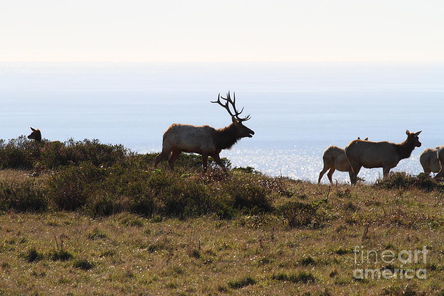 Tules Elks of Tomales Bay California - 7D21230 Photograph by Wingsdomain Art and Photography