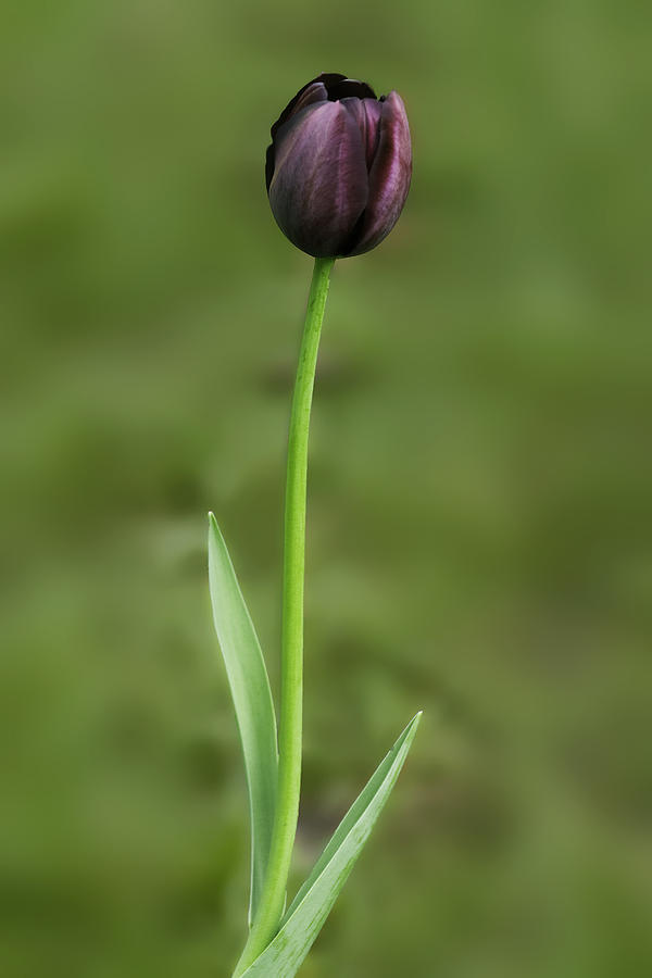 Tulip 3 Photograph by Ram Vasudev