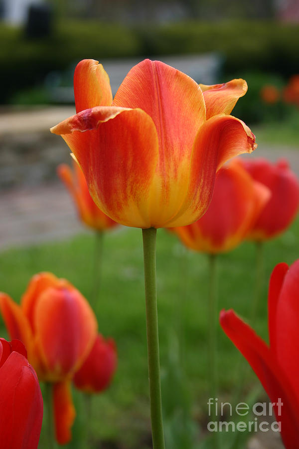 Tulip Collection Photo 1 by Rusty Green Tulip Collection Photo 1 by Rusty Green