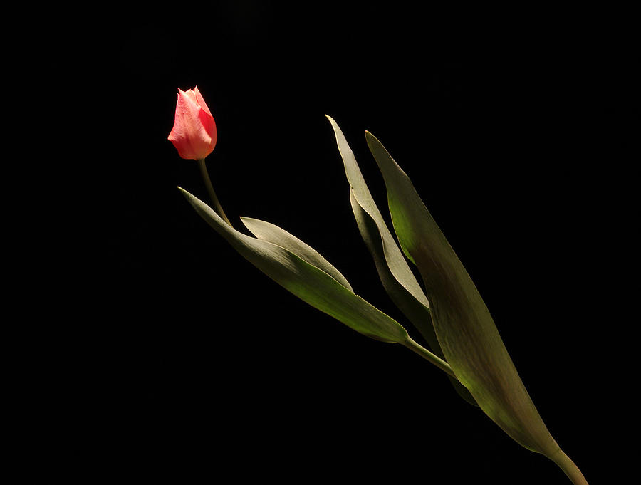 Tulip 1 Photograph by Vince Risner Tulip 1 Photograph by Vince Risner