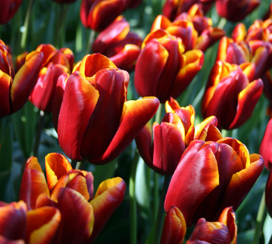 Tulip 15 Photograph by Cheryl Boyer