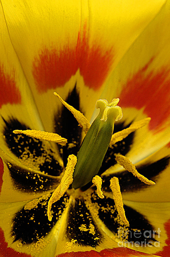 Tulip 2 Photograph by Bob Christopher