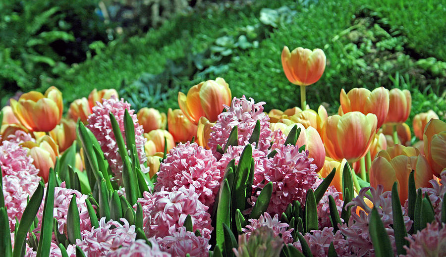 Tulip 2 Photograph by Cheryl Boyer