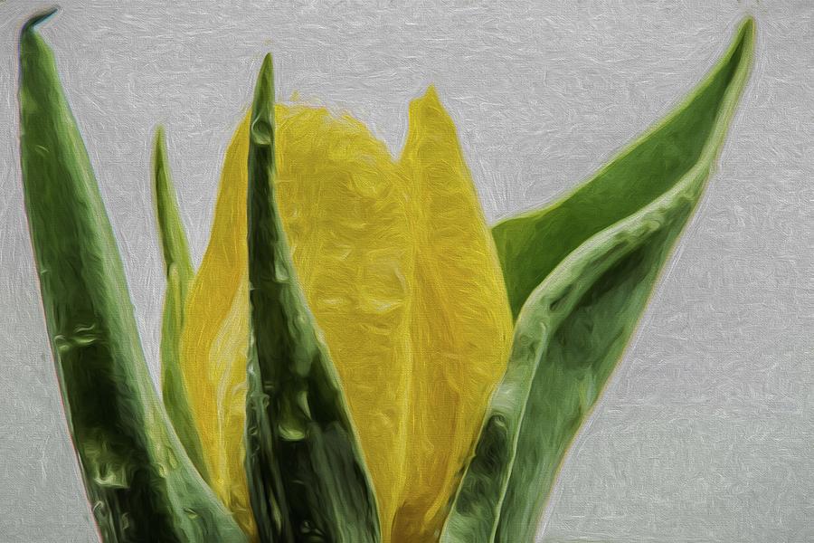 Tulip 2 Digital Painting Flower Photograph by David Haskett II