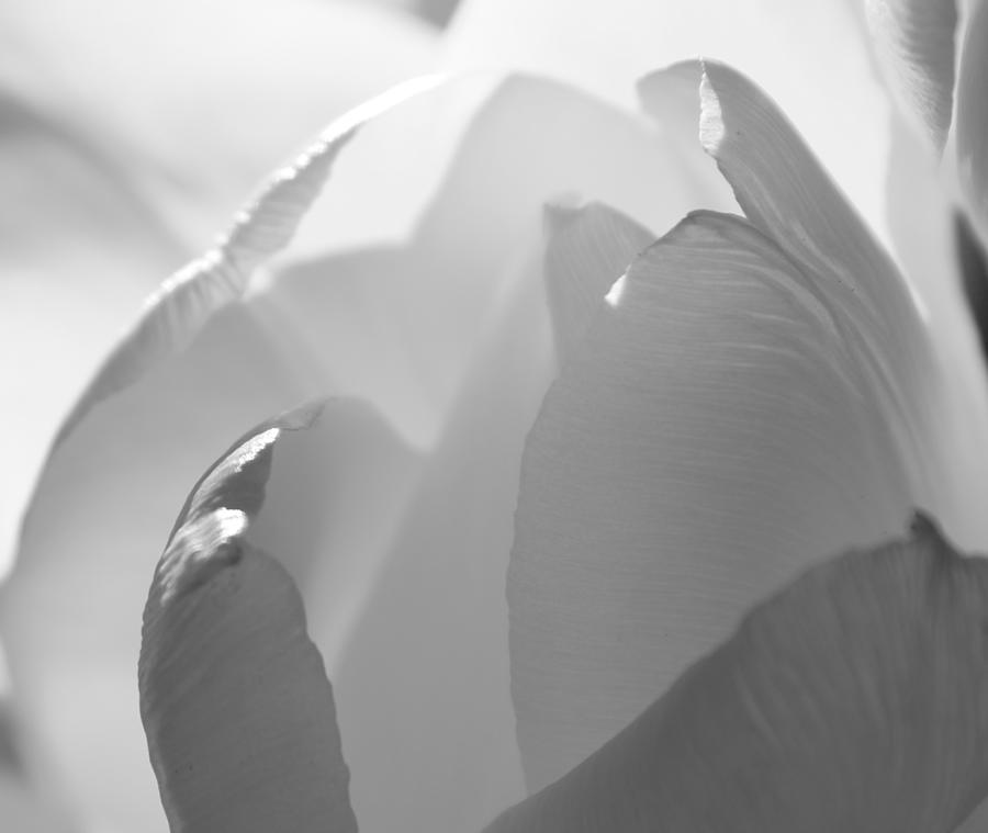 Tulip 2 Photograph by Kume Bryant