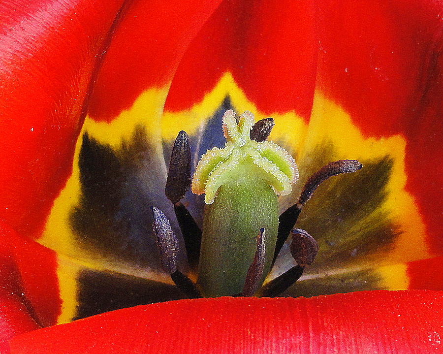 Tulip 2 Photograph by Mary Beth Landis