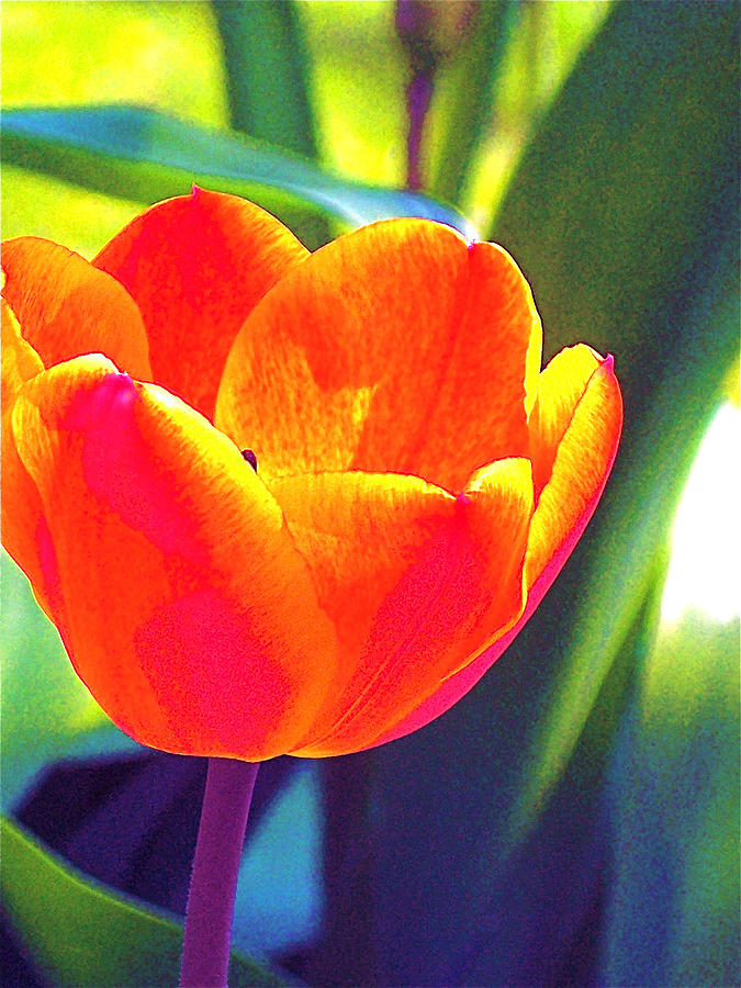Tulip Photograph - Tulip 2 by Pamela Cooper