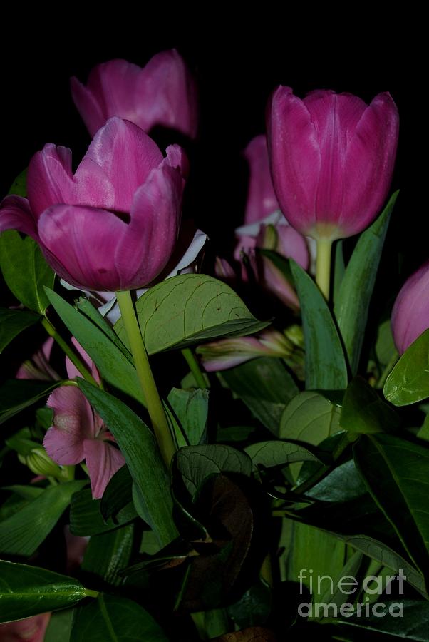 Tulip Photograph - Tulip 2 by Rachael Shaw